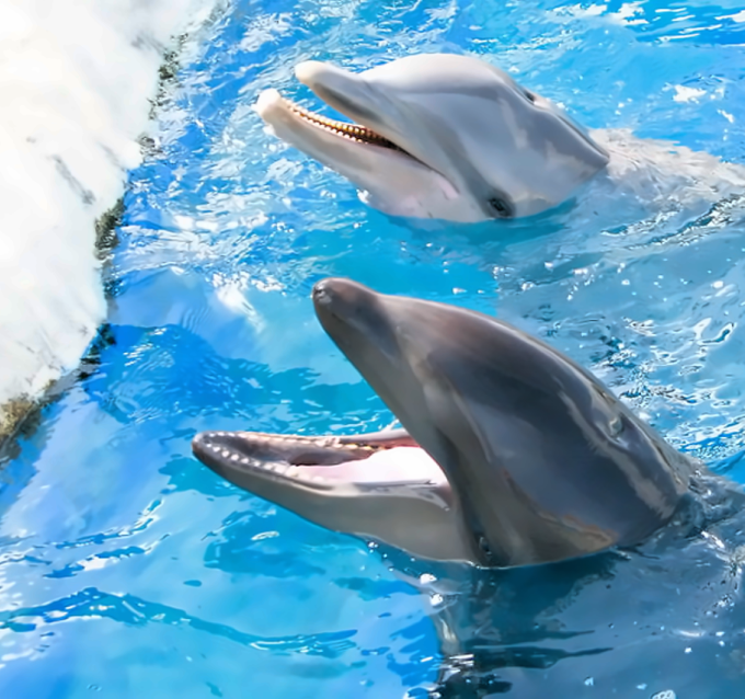 씨라이프 파크 - 입장권