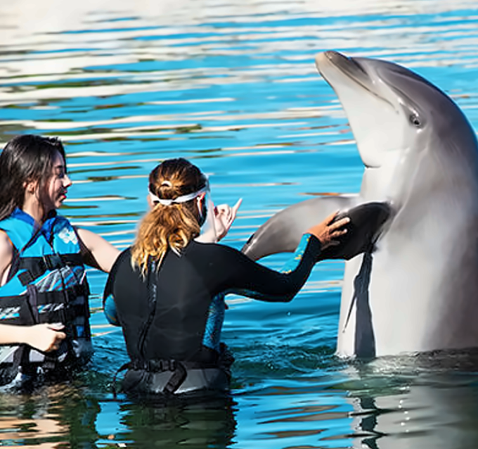 씨라이프 파크 - 돌핀 인카운터