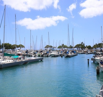 하와이 오아후 바다거북 만나는 법: 명소와 최적 시간 완벽 가이드