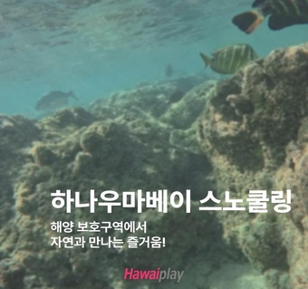 하나우마베이 스노클링 완벽 가이드: 하와이 최고의 해양 보호구역 탐험법